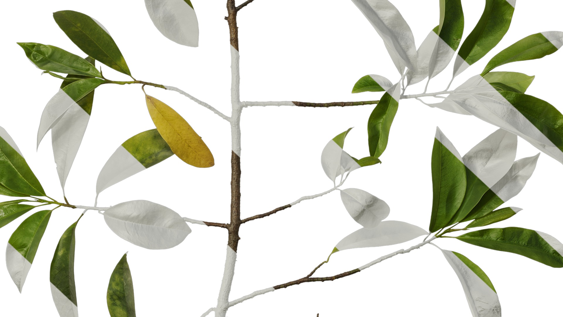 Anydrafts Magnolia figo Atlas 08 Texture_7