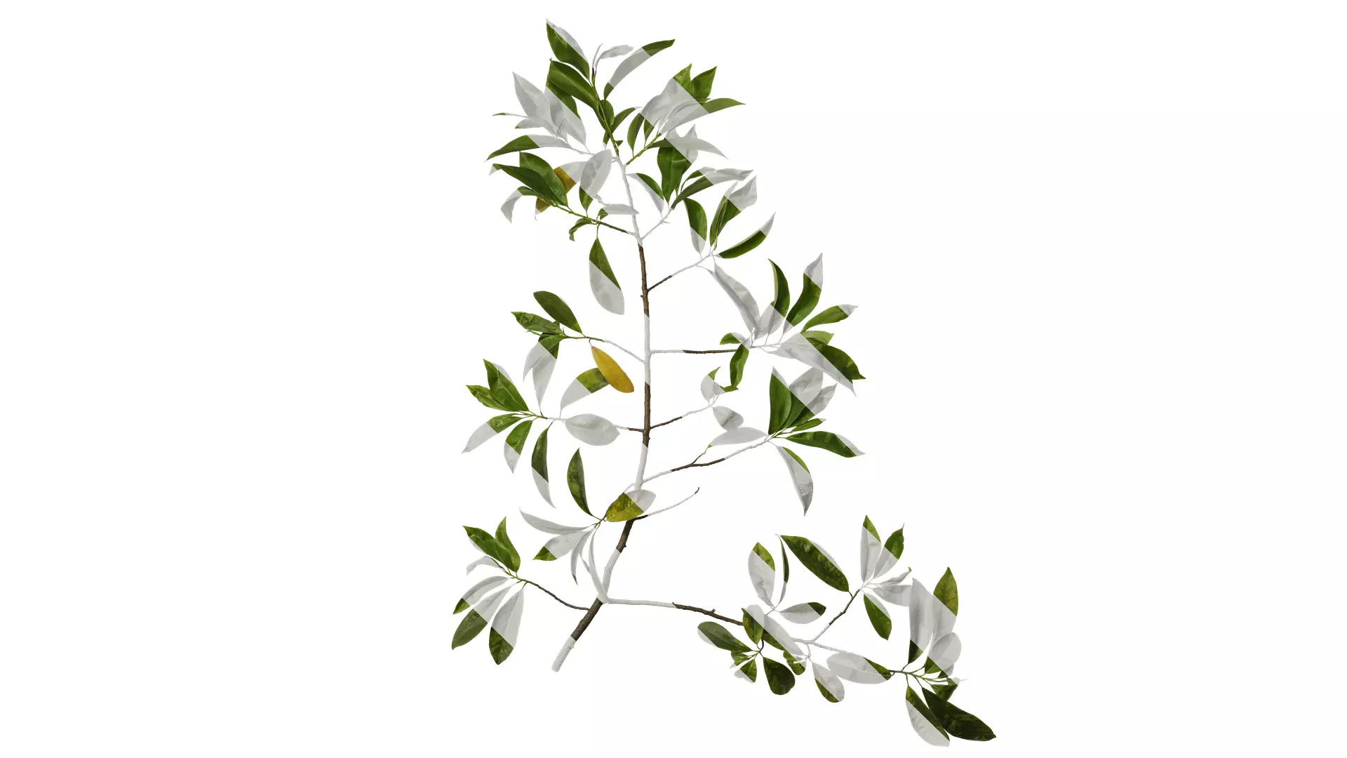 Anydrafts Magnolia figo Atlas 08 Texture_0