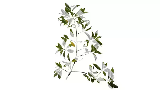 Anydrafts Magnolia figo Atlas 08