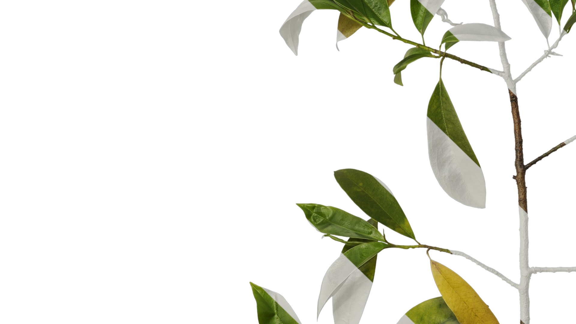 Anydrafts Magnolia figo Atlas 08 Texture_3