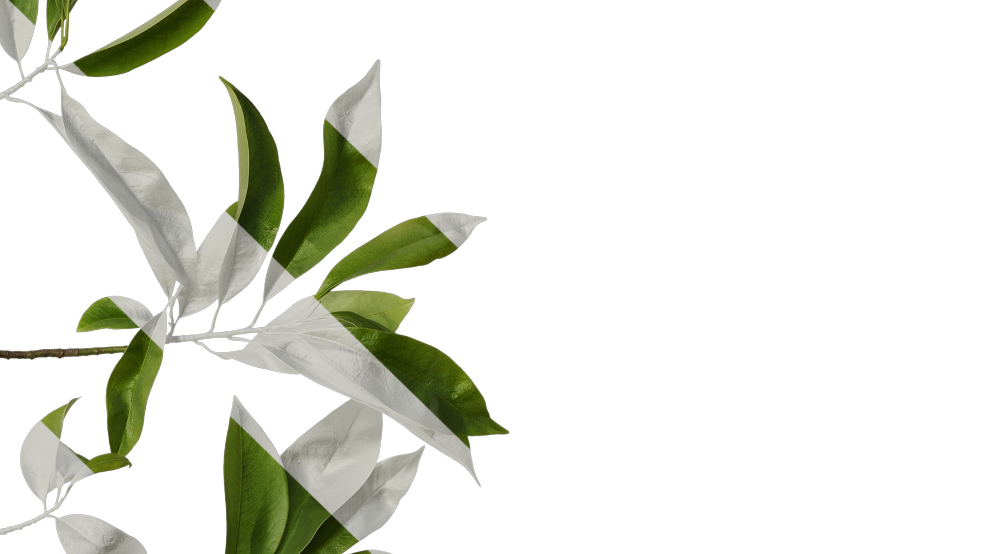 Anydrafts Magnolia figo Atlas 08 Texture_4