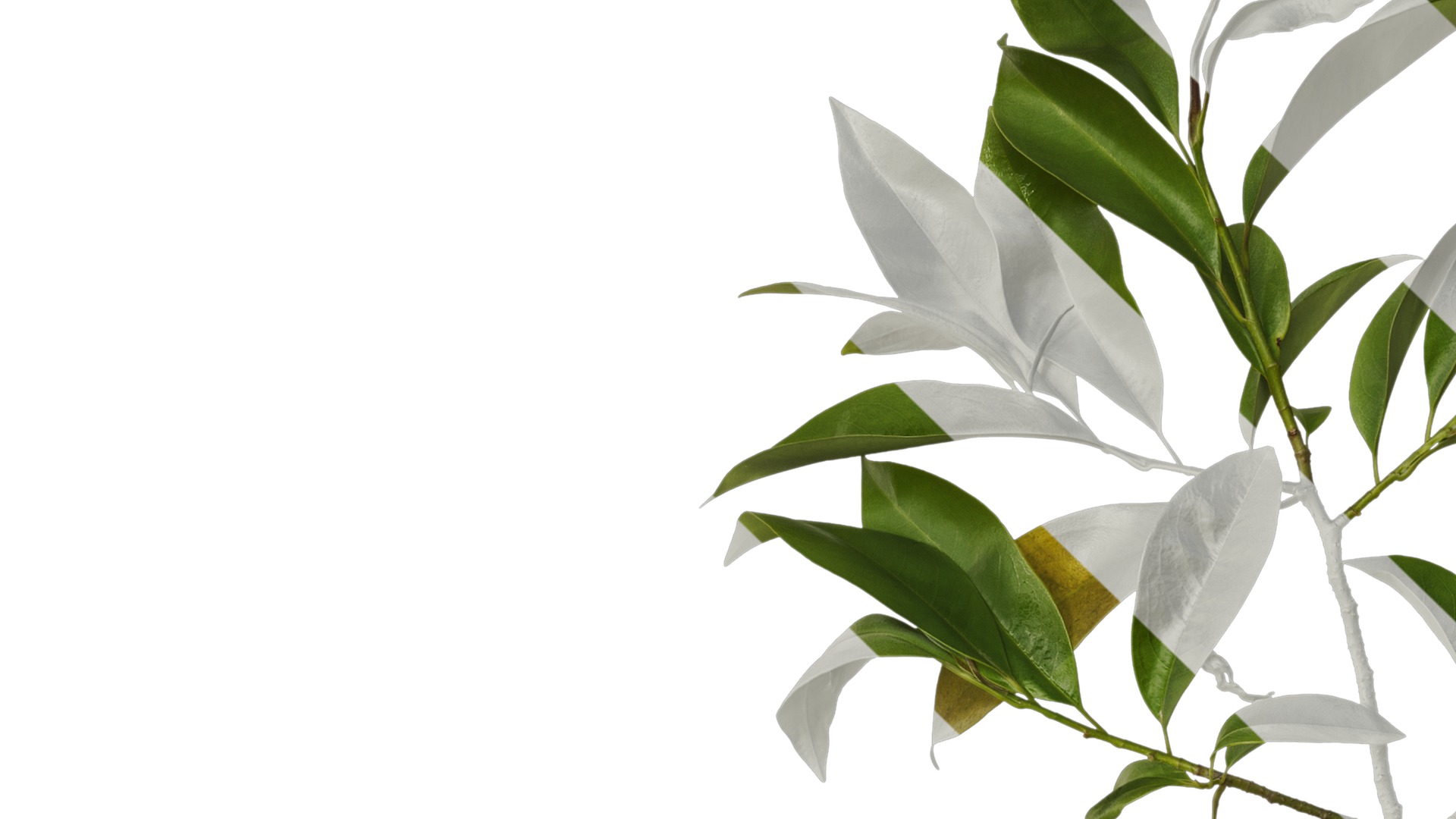 Anydrafts Magnolia figo Atlas 08 Texture_1