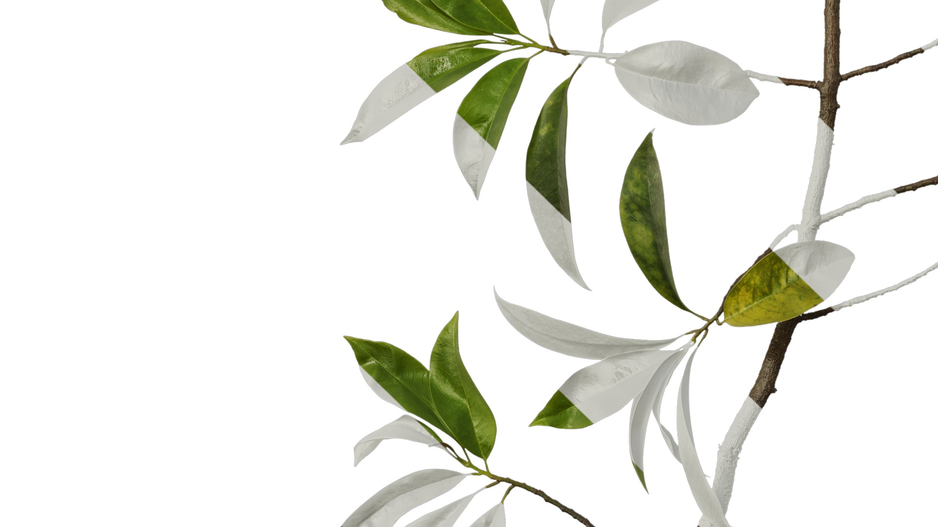 Anydrafts Magnolia figo Atlas 08 Texture_5