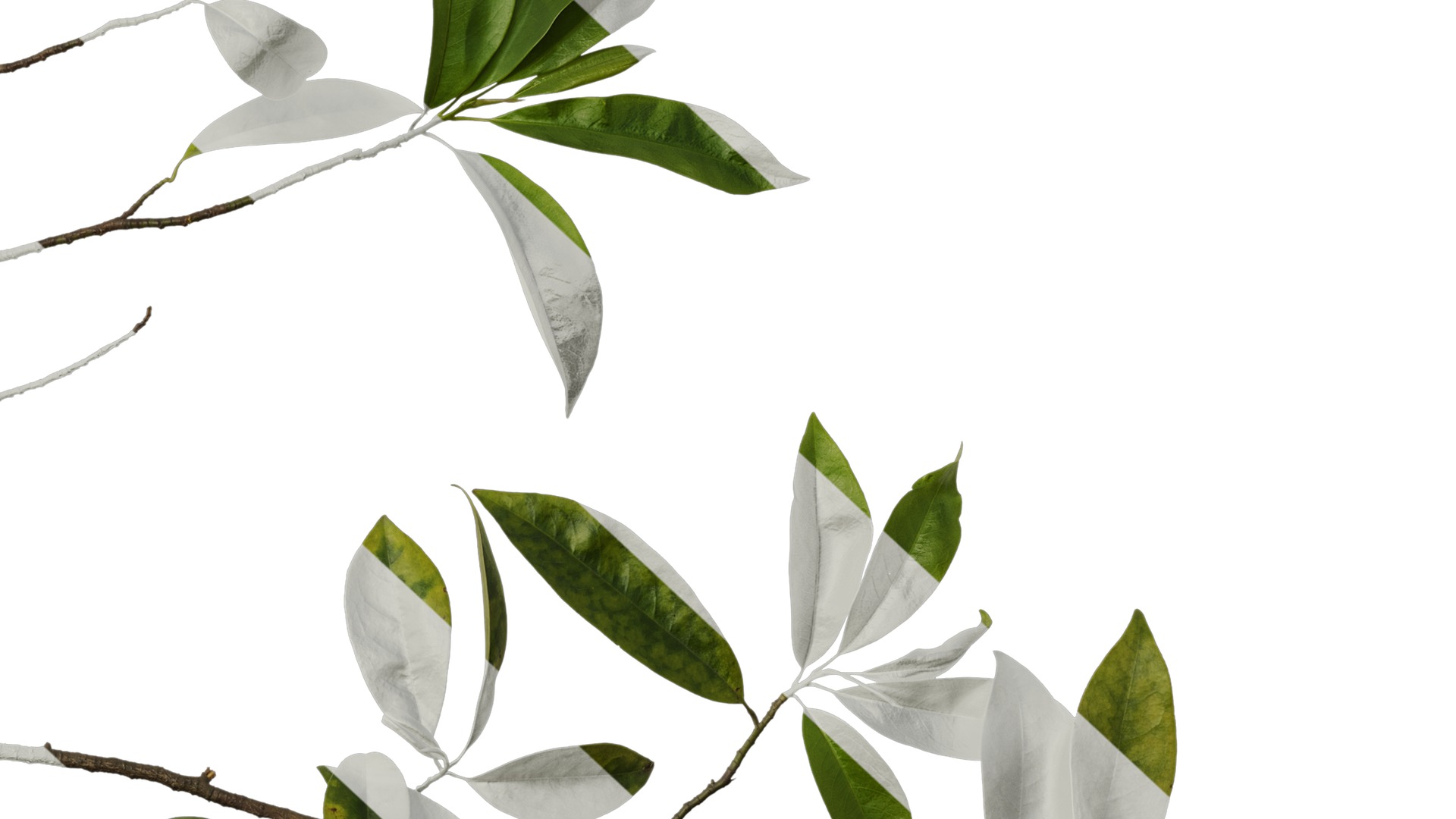 Anydrafts Magnolia figo Atlas 08 Texture_6