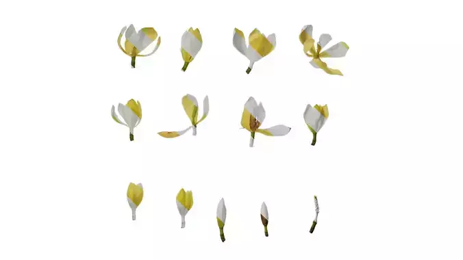 Anydrafts Magnolia figo Flower 04