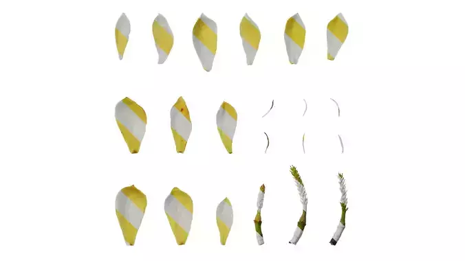 Anydrafts Magnolia figo Flower 05