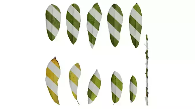 Anydrafts Magnolia figo Leaf 05