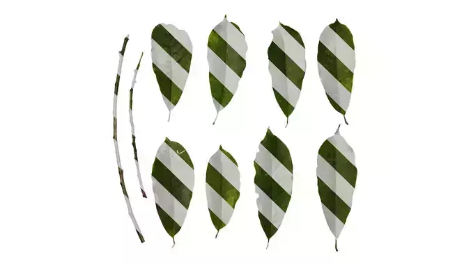 Anydrafts Magnolia figo Leaf 07 Texture