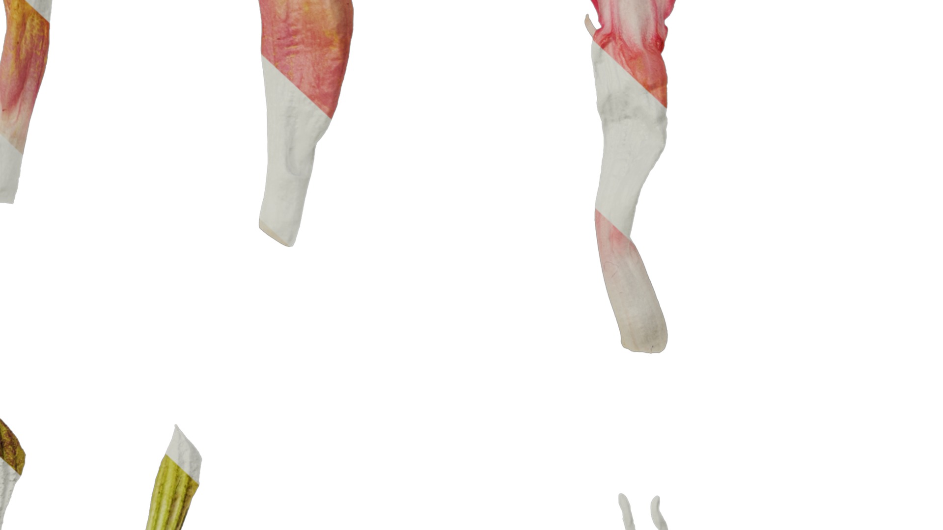 Anydrafts Salvia jamensis antonio Flower 02 Texture_6