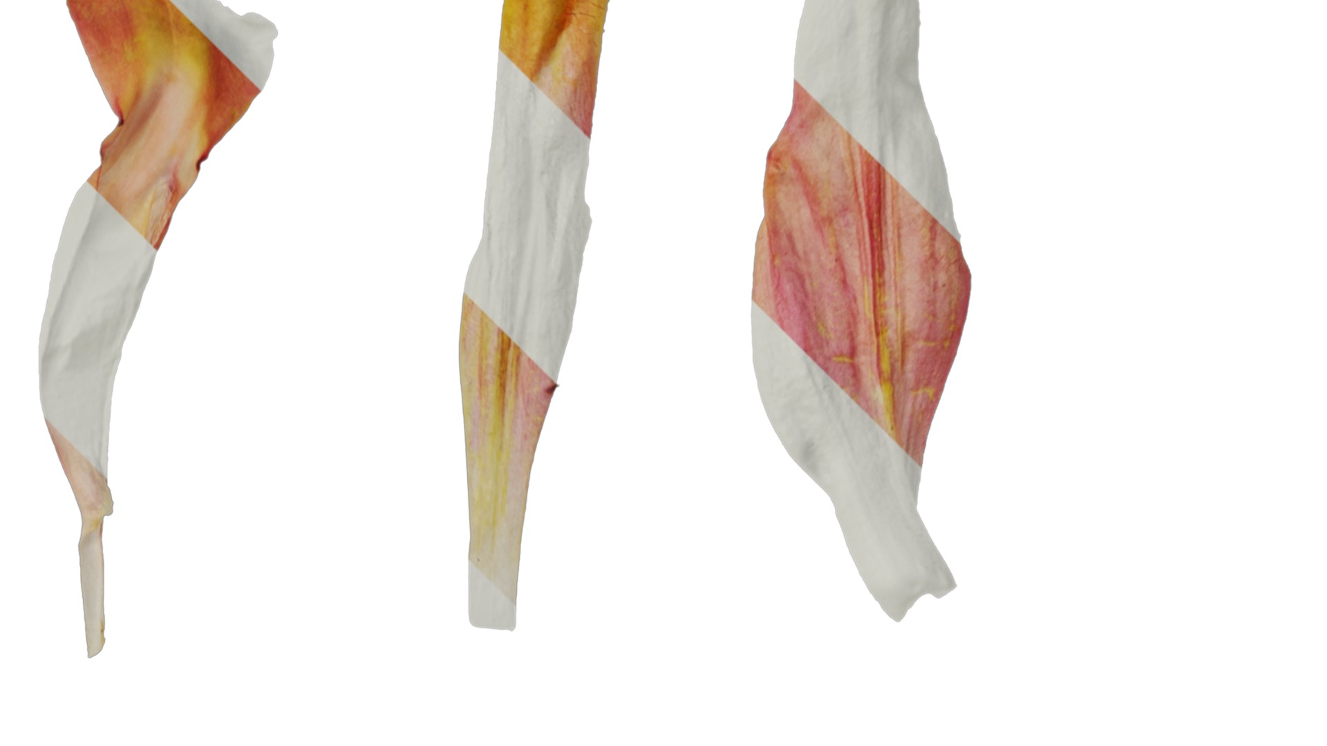 Anydrafts Salvia jamensis antonio Flower 02 Texture_2