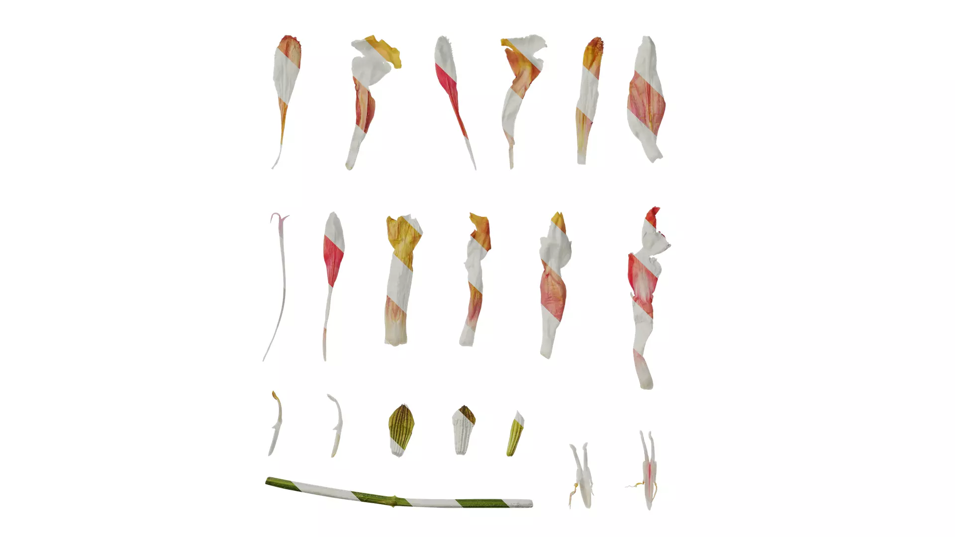 Anydrafts Salvia jamensis antonio Flower 02 Texture_0