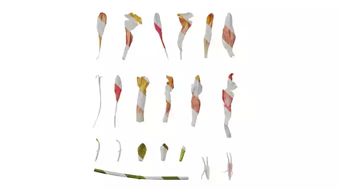 Anydrafts Salvia jamensis antonio Flower 02