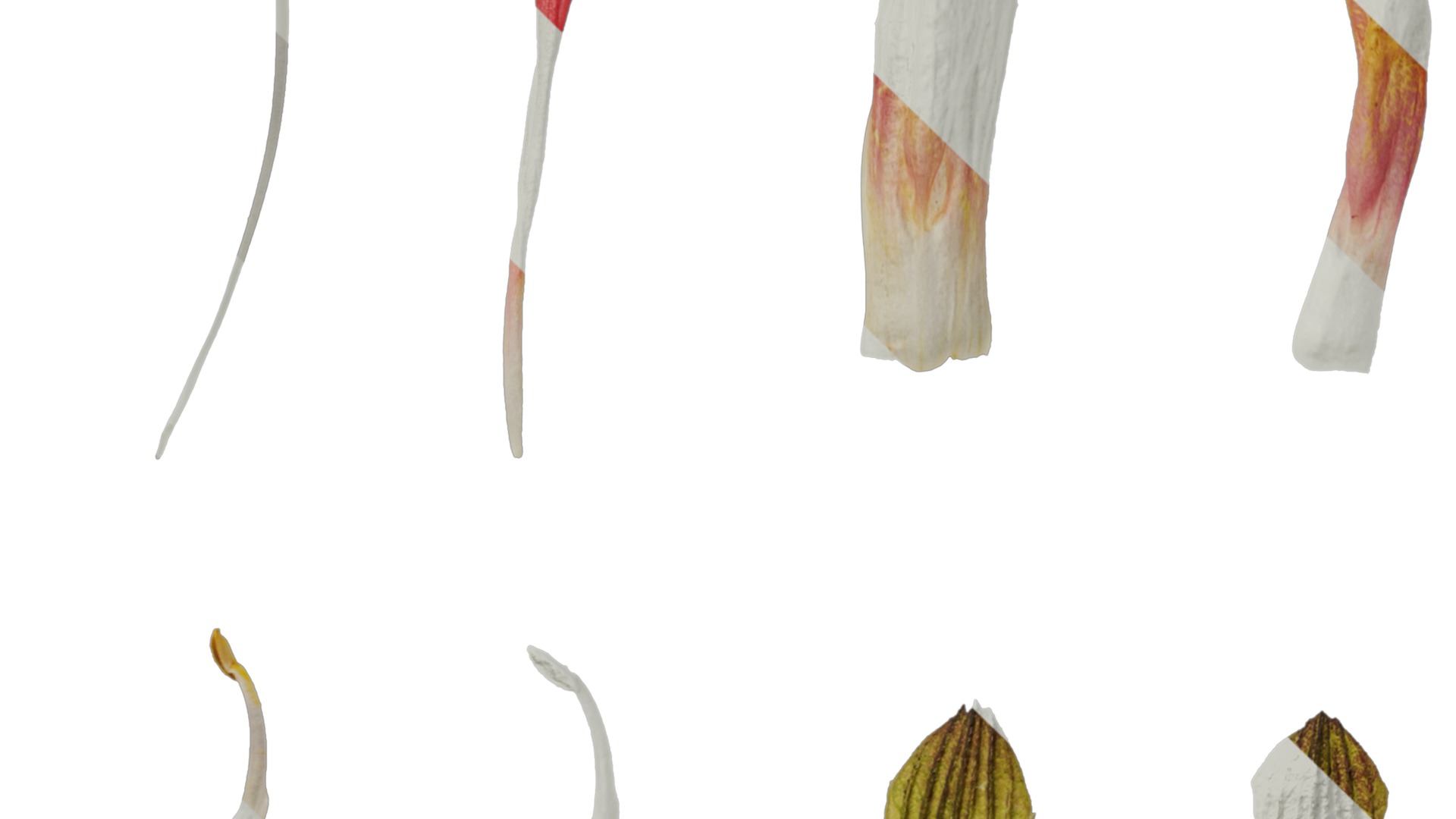 Anydrafts Salvia jamensis antonio Flower 02 Texture_5