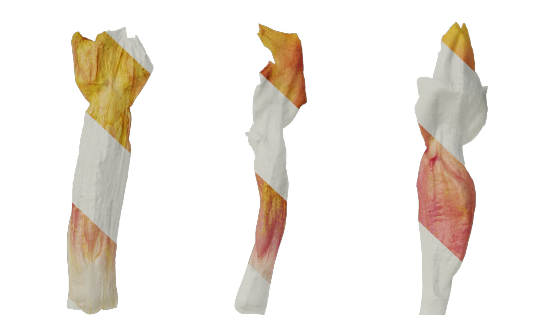 Anydrafts Salvia jamensis antonio Flower 02 Texture_7