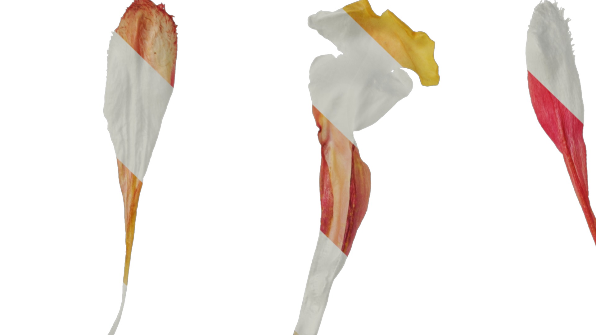 Anydrafts Salvia jamensis antonio Flower 02 Texture_1