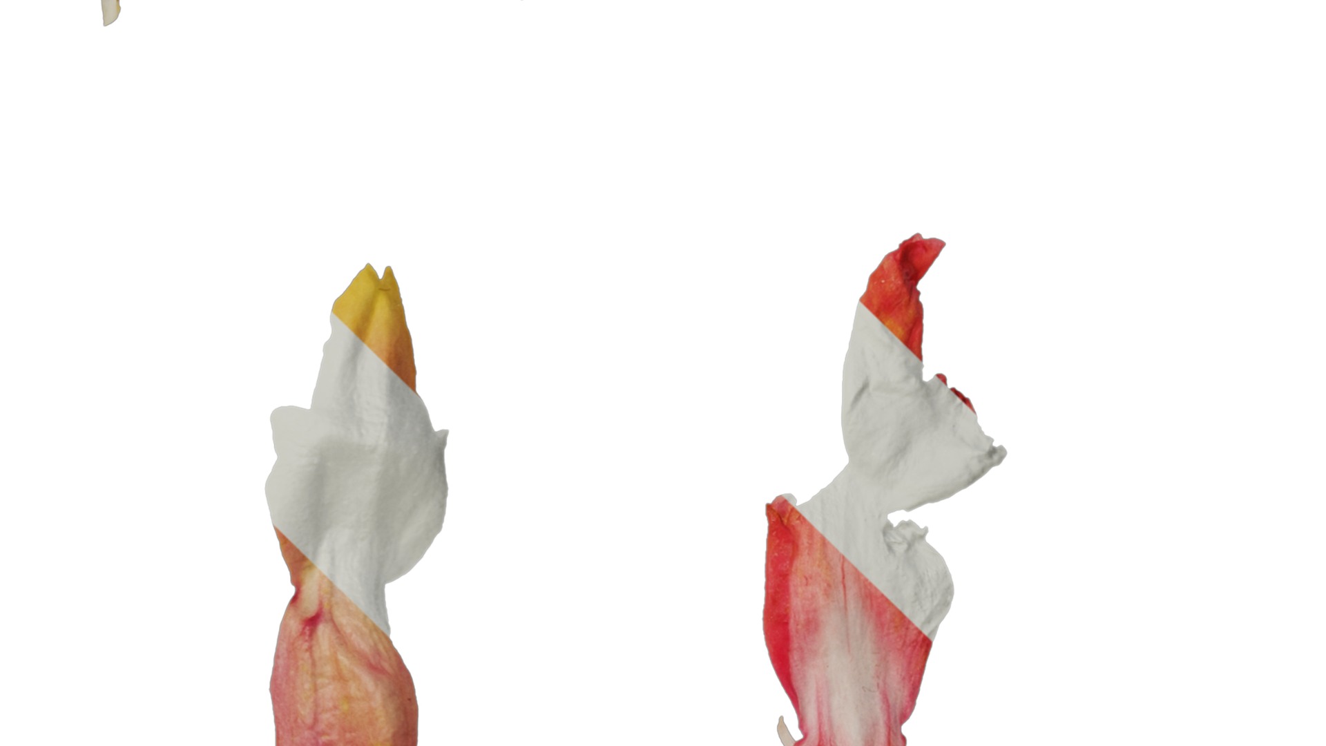 Anydrafts Salvia jamensis antonio Flower 02 Texture_4