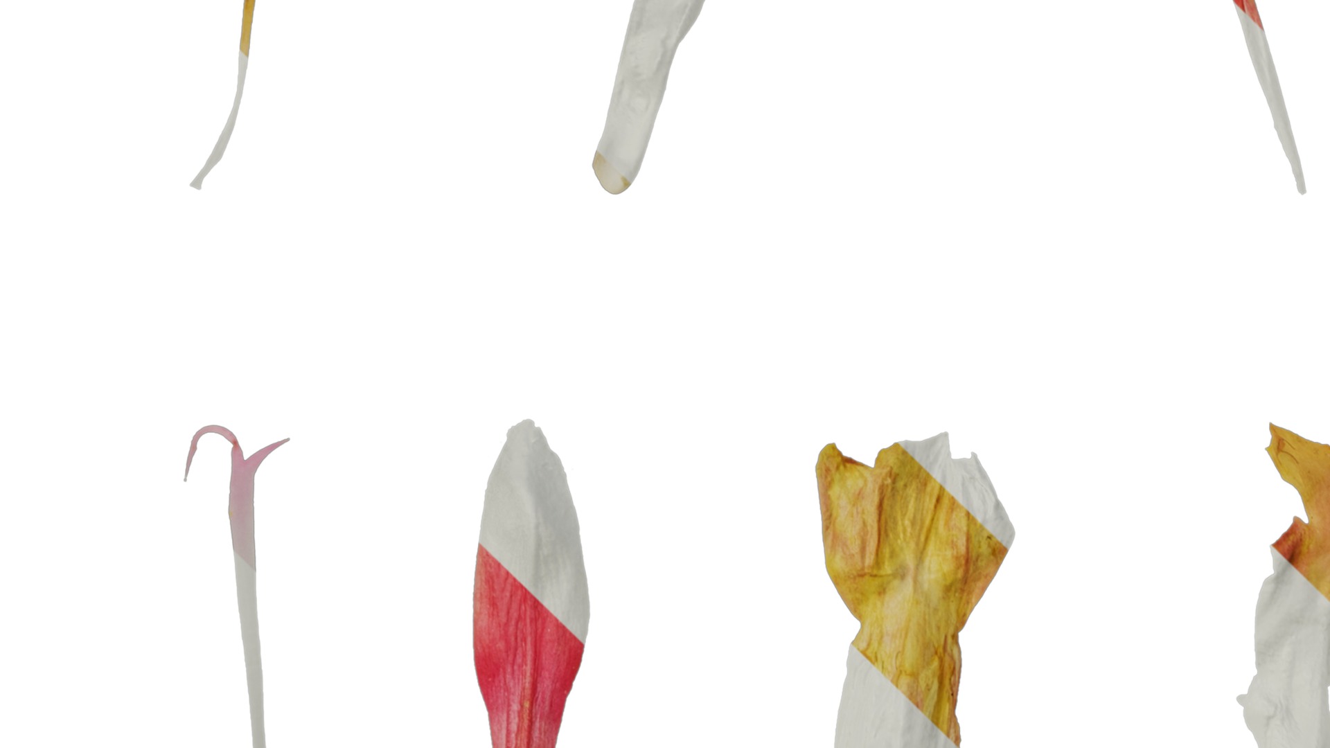 Anydrafts Salvia jamensis antonio Flower 02 Texture_3