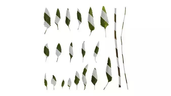 Anydrafts Salvia jamensis antonio Leaf 01