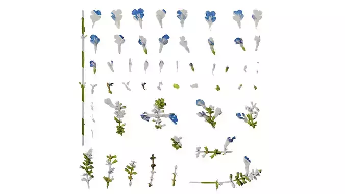 Anydrafts Salvia japonica Atlas 03 Texture