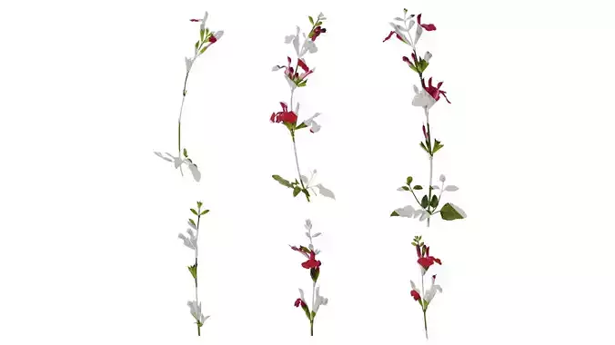 Anydrafts Salvia japonica Atlas 05 Texture