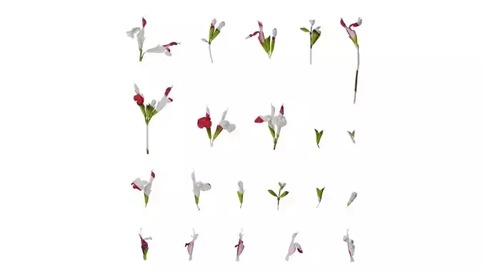 Anydrafts Salvia japonica Flower 01 Texture