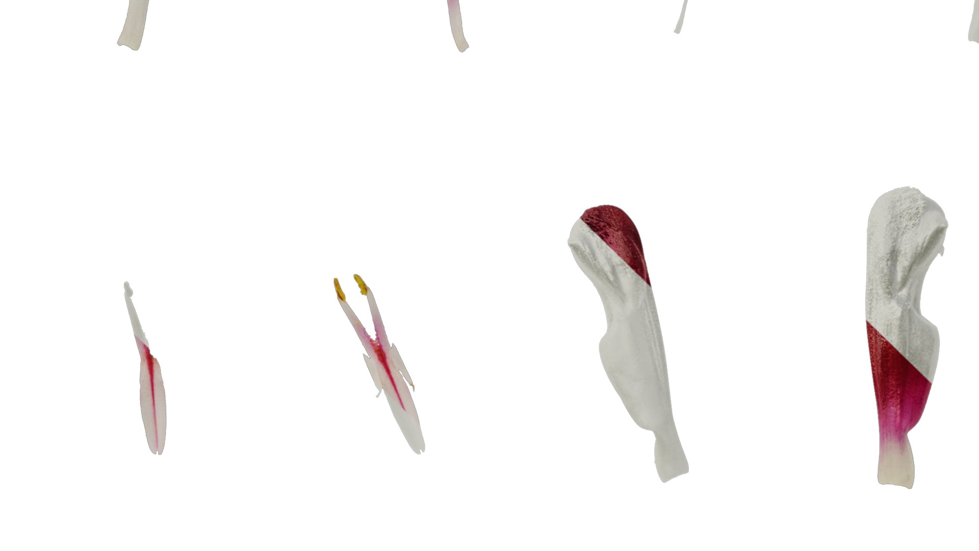 Anydrafts Salvia japonica Flower 02 Texture_5