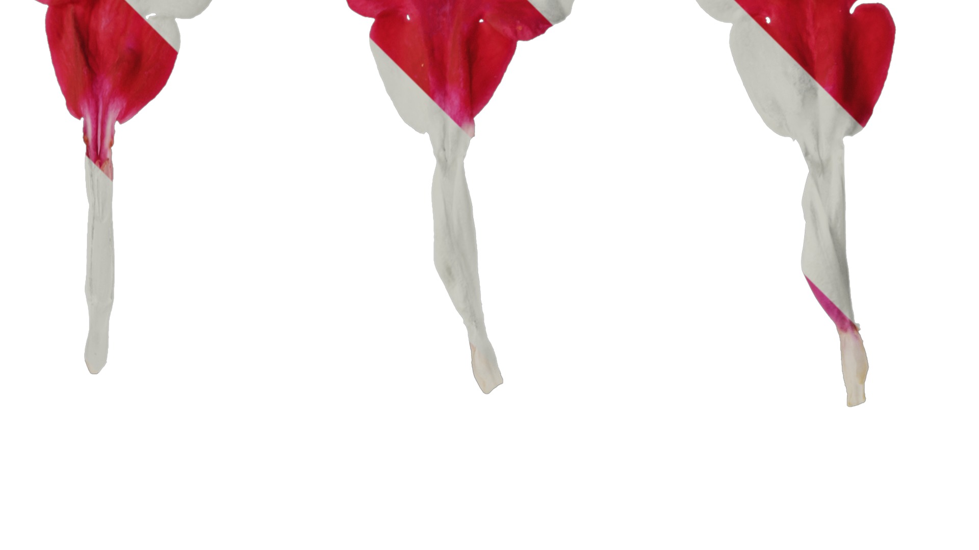 Anydrafts Salvia japonica Flower 02 Texture_2