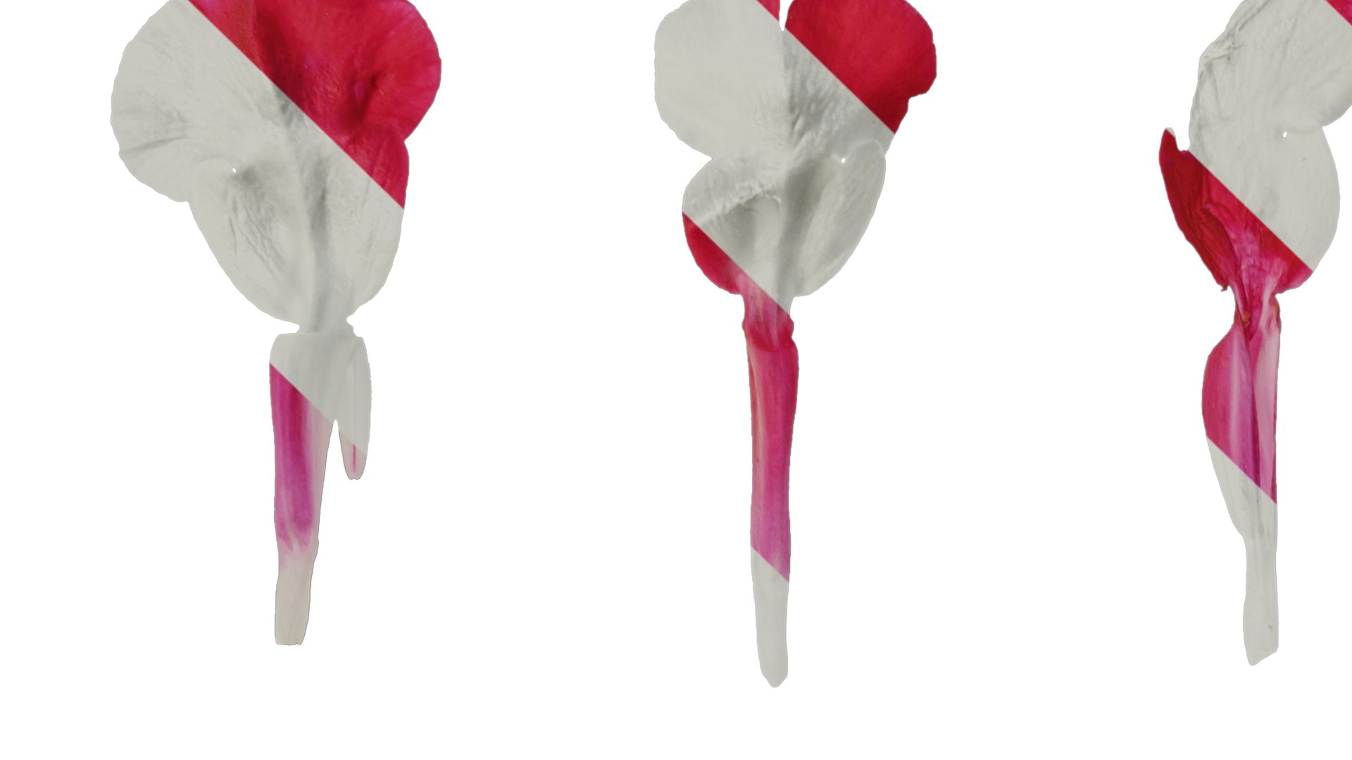 Anydrafts Salvia japonica Flower 02 Texture_1