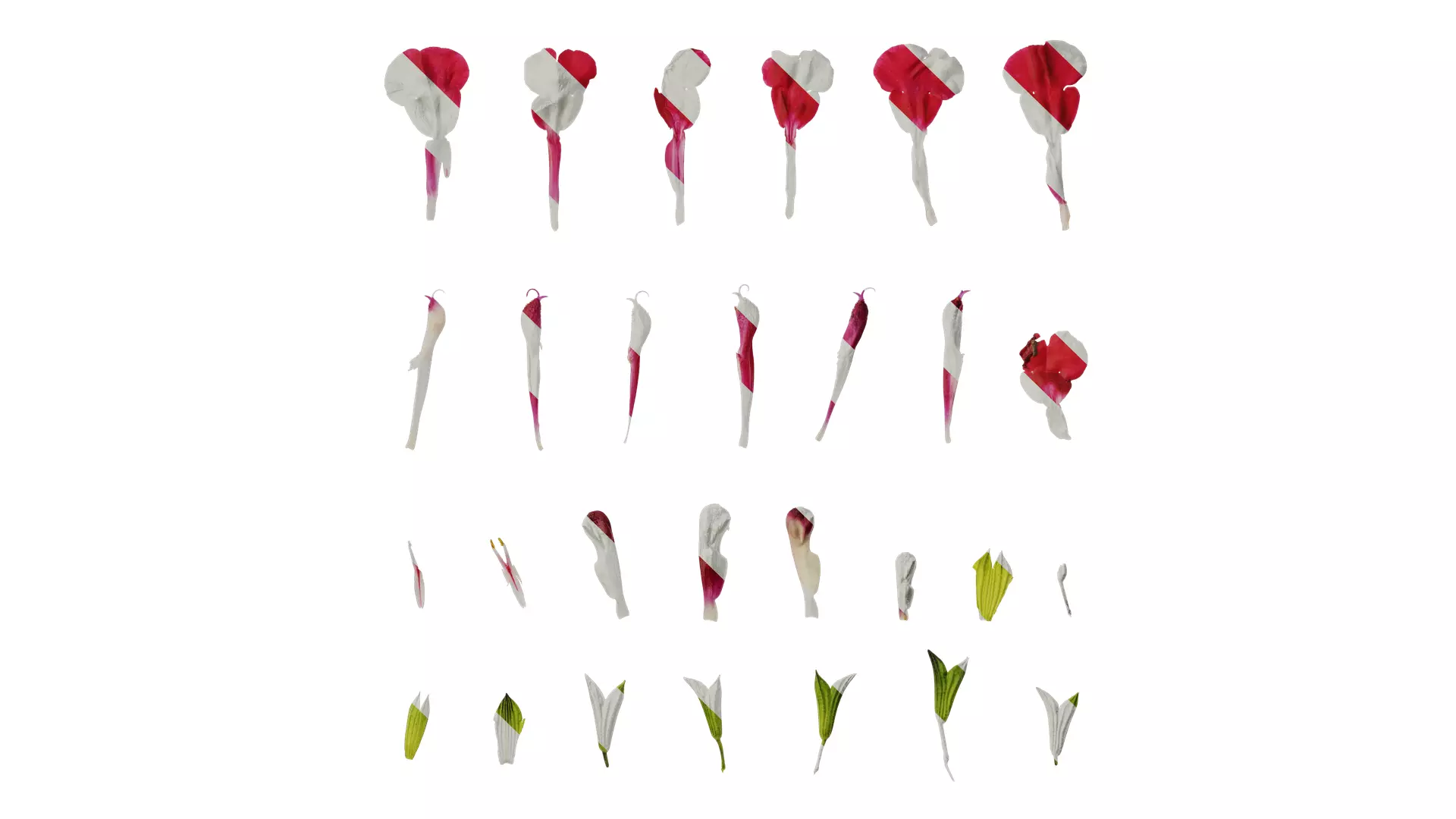 Anydrafts Salvia japonica Flower 02 Texture_0