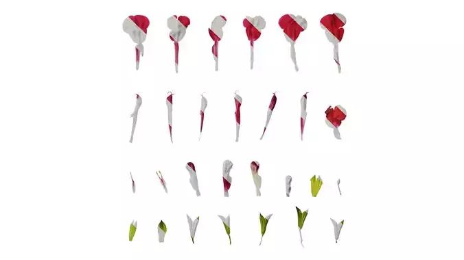 Anydrafts Salvia japonica Flower 02