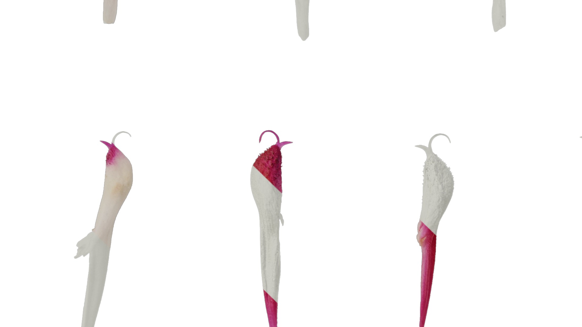 Anydrafts Salvia japonica Flower 02 Texture_3