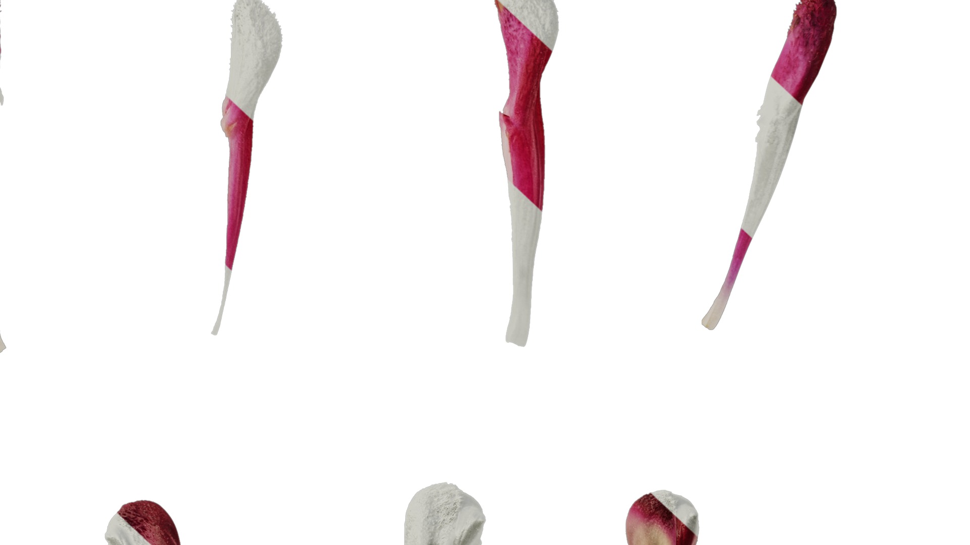 Anydrafts Salvia japonica Flower 02 Texture_7