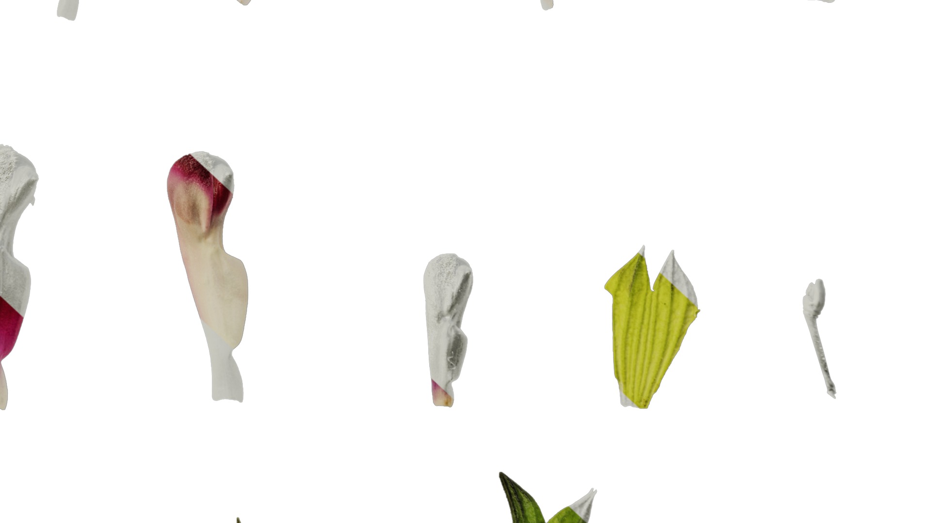 Anydrafts Salvia japonica Flower 02 Texture_6