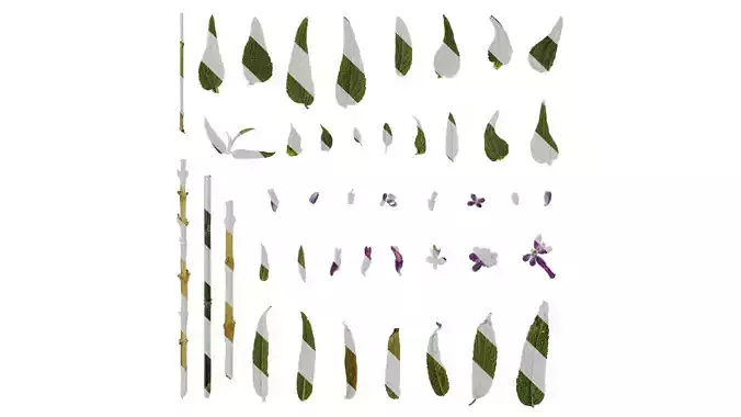 Anydrafts Salvia leucantha Atlas 02 F