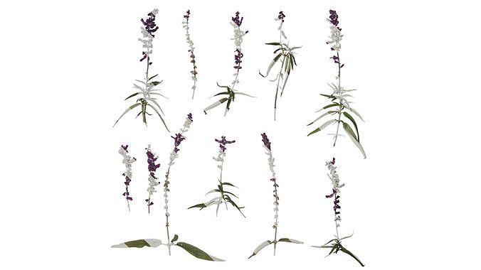 Anydrafts Salvia leucantha Atlas 04 Texture