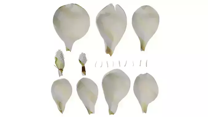 Anydrafts Magnolia grandiflora Flower 02