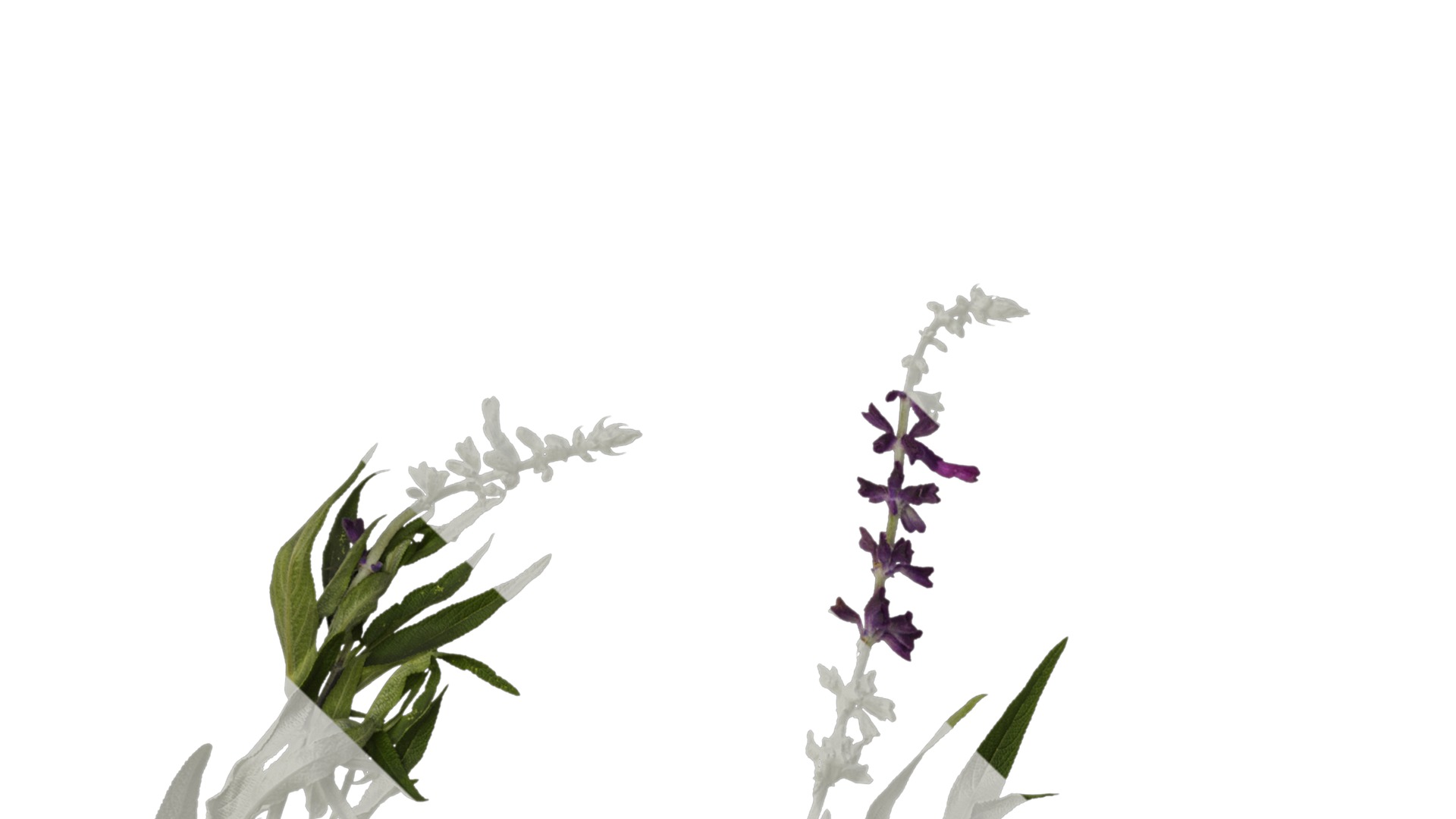 Anydrafts Salvia leucantha Atlas 06 Texture_1