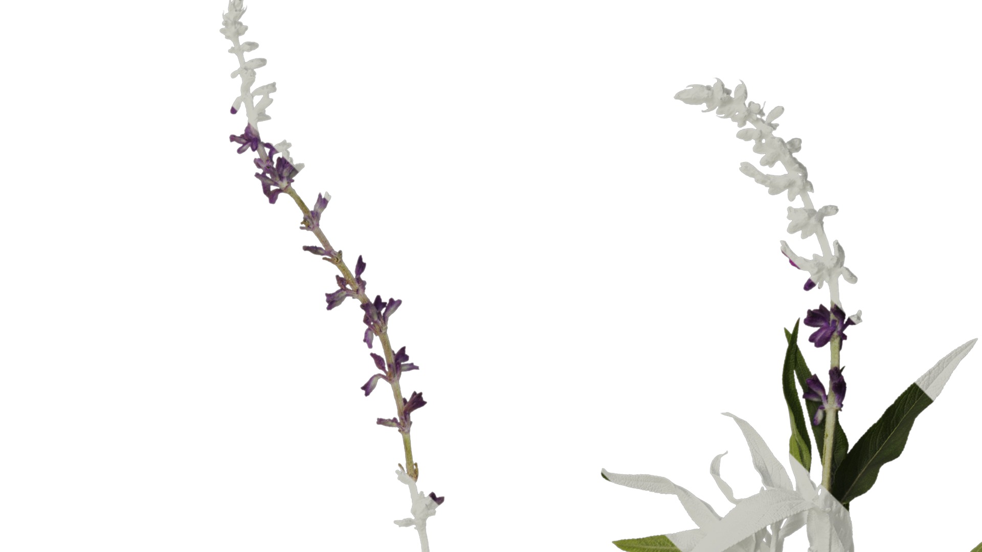 Anydrafts Salvia leucantha Atlas 06 Texture_2