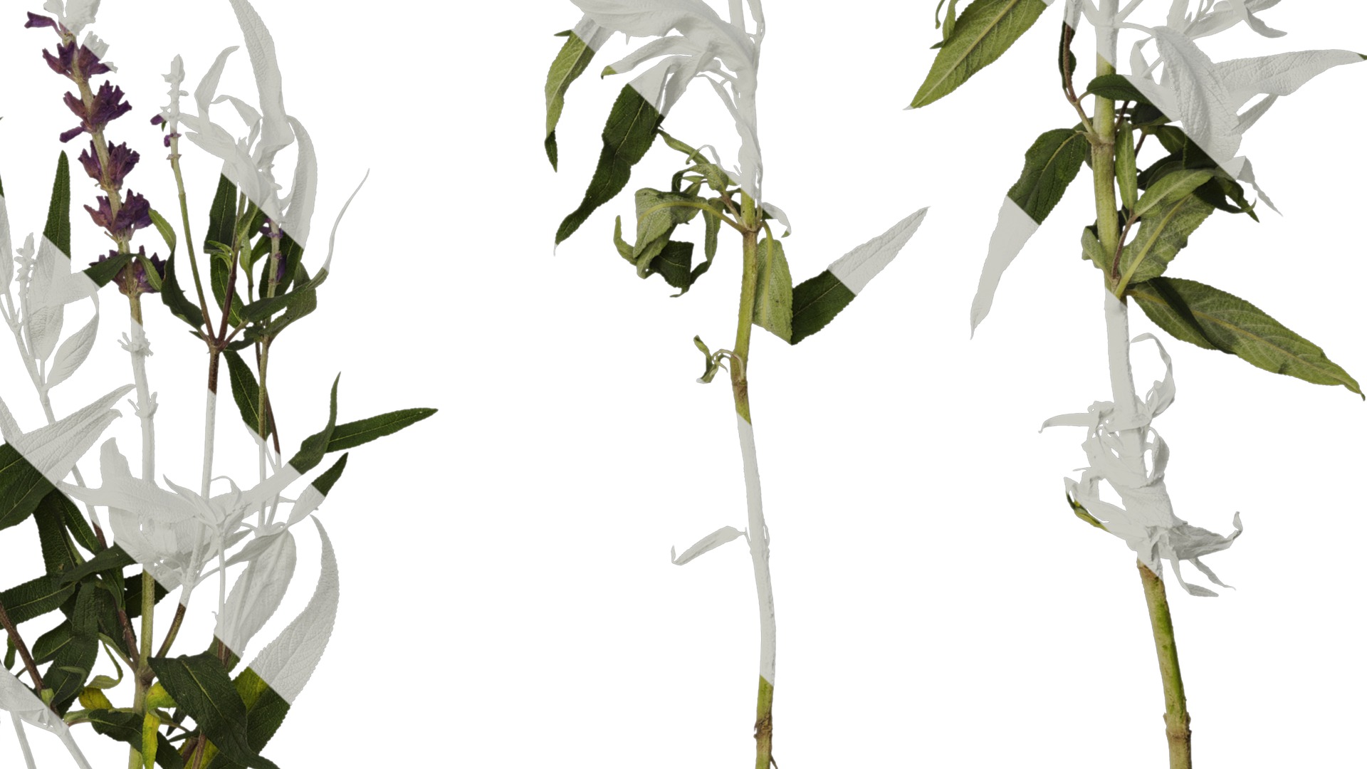 Anydrafts Salvia leucantha Atlas 06 Texture_6