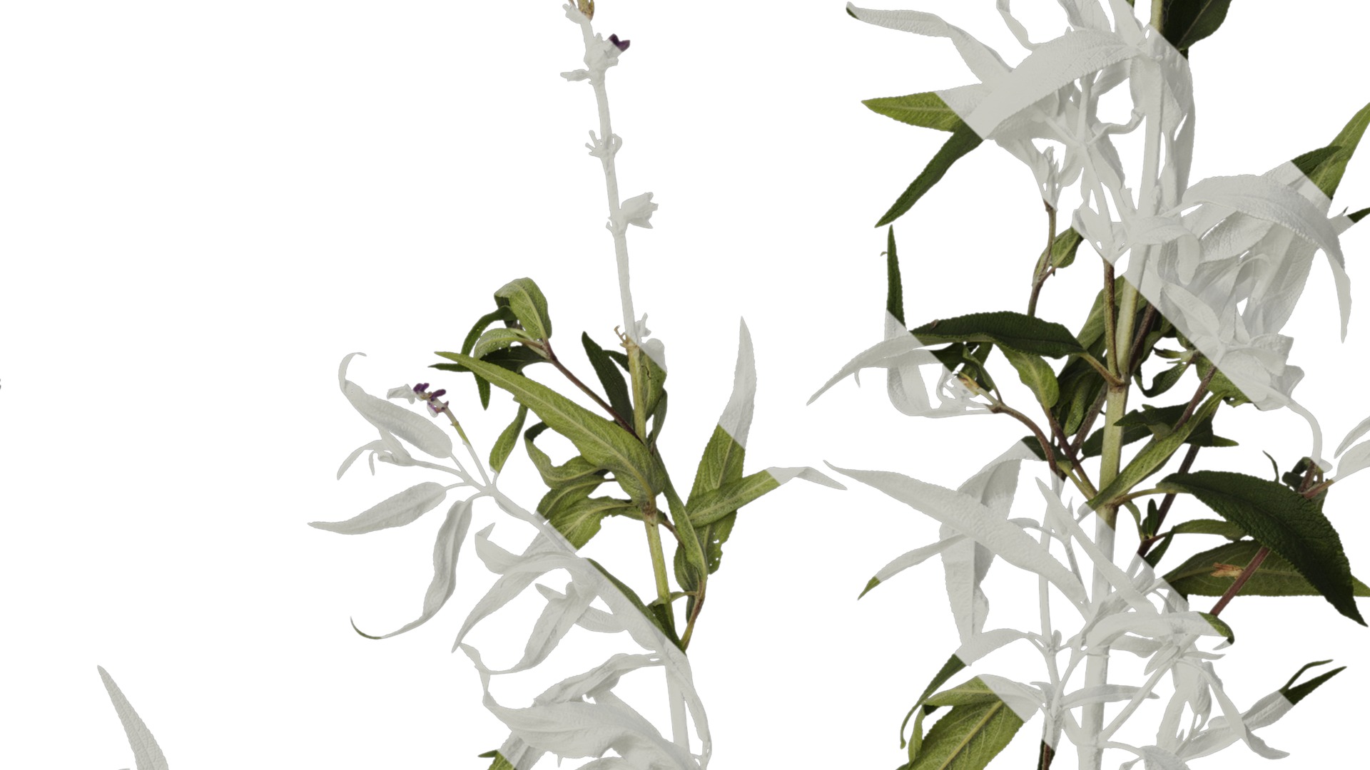 Anydrafts Salvia leucantha Atlas 06 Texture_4