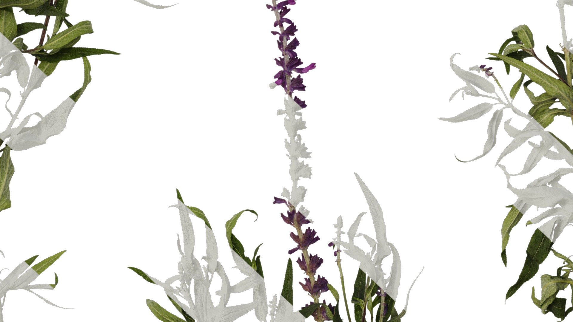 Anydrafts Salvia leucantha Atlas 06 Texture_7