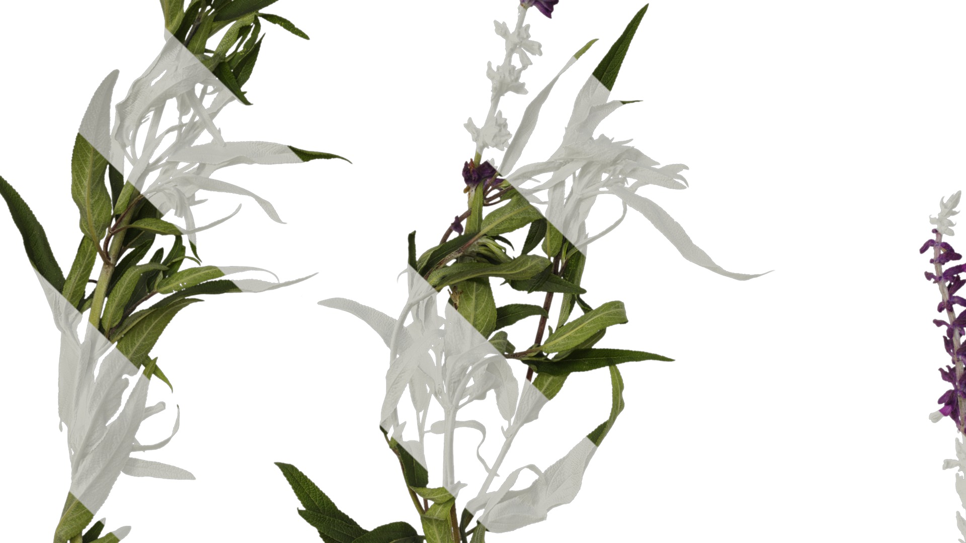 Anydrafts Salvia leucantha Atlas 06 Texture_3