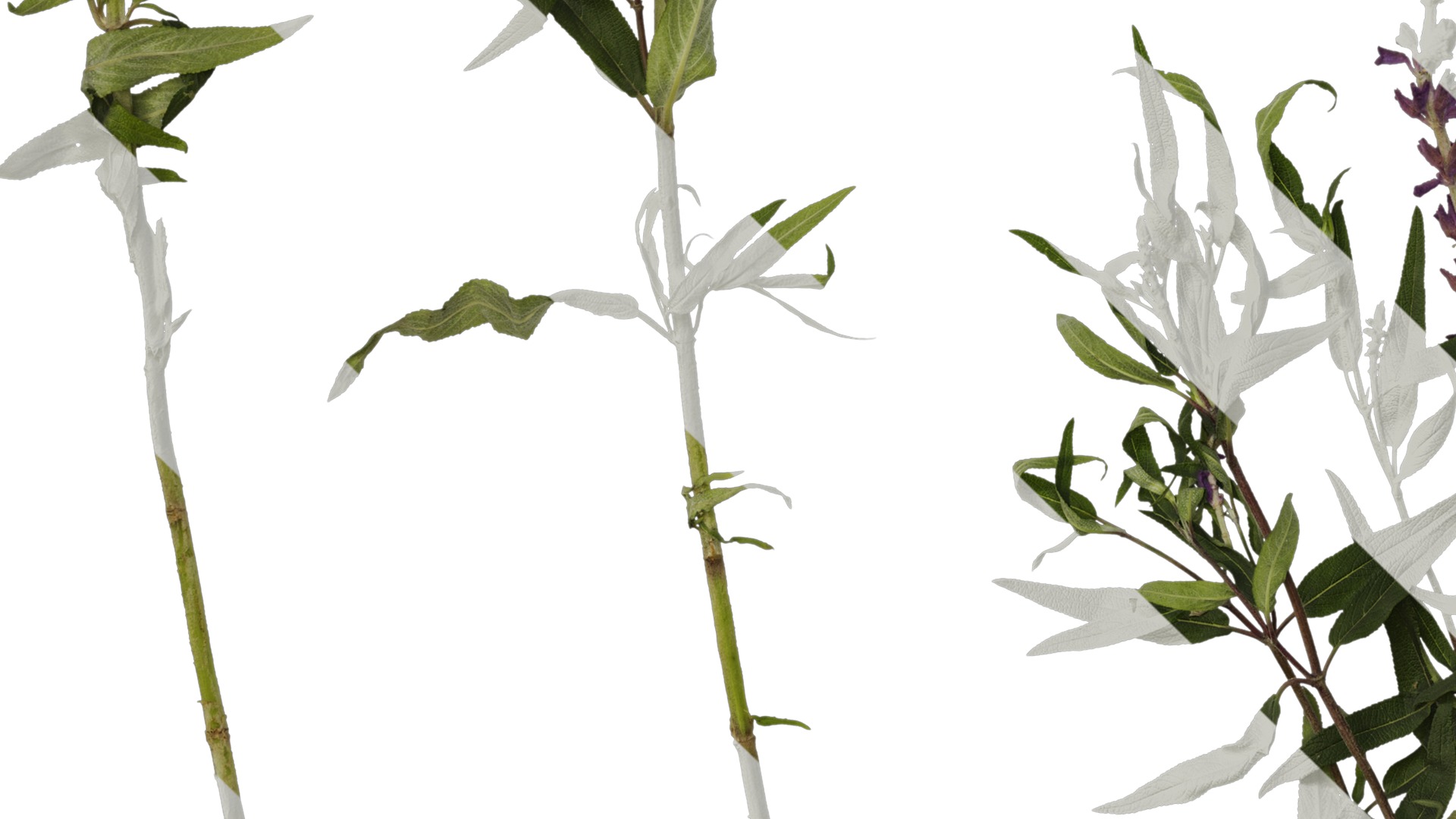 Anydrafts Salvia leucantha Atlas 06 Texture_5