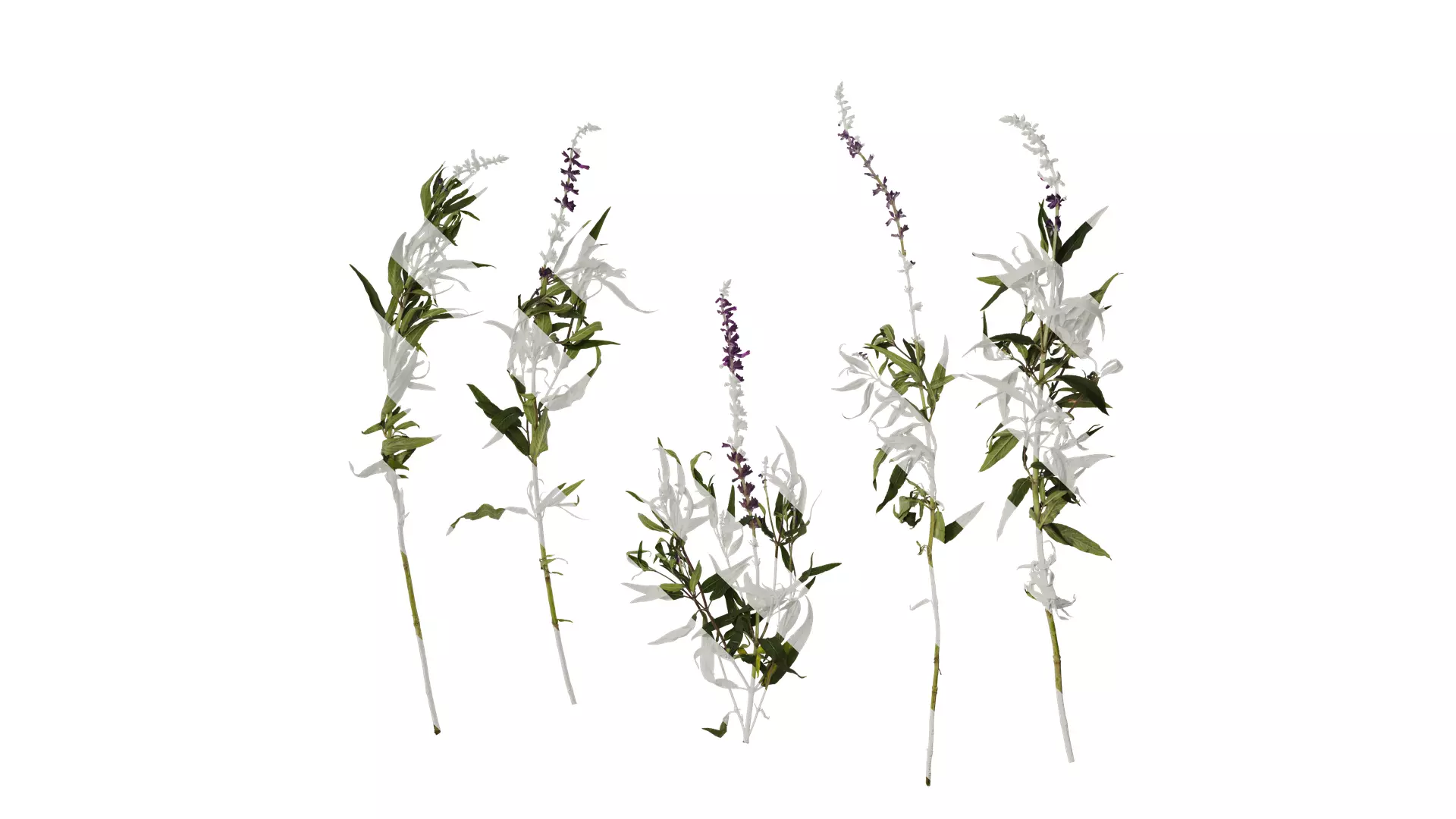 Anydrafts Salvia leucantha Atlas 06 Texture_0
