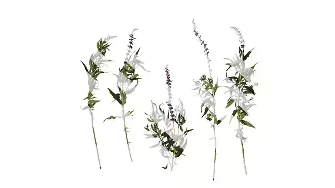 Anydrafts Salvia leucantha Atlas 06