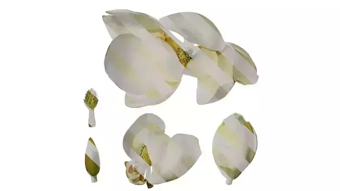 Anydrafts Magnolia grandiflora Flower 03