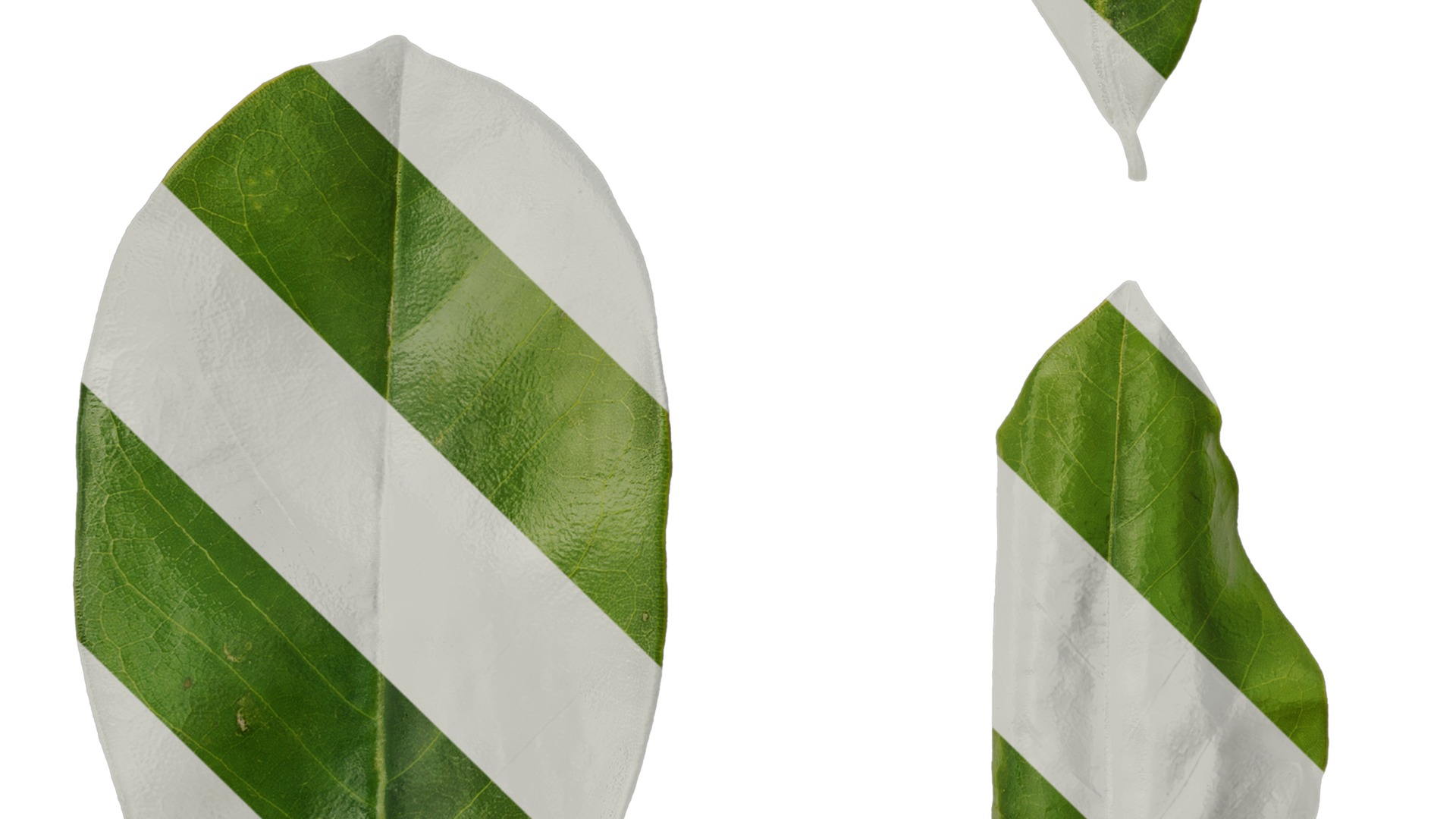 Anydrafts Magnolia grandiflora Leaf 03 F Texture_5