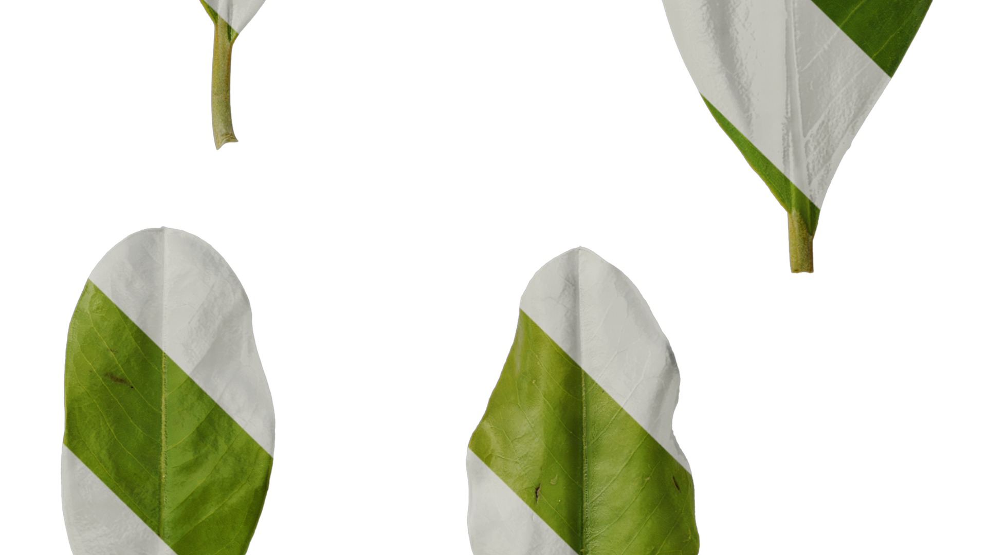 Anydrafts Magnolia grandiflora Leaf 03 F Texture_4