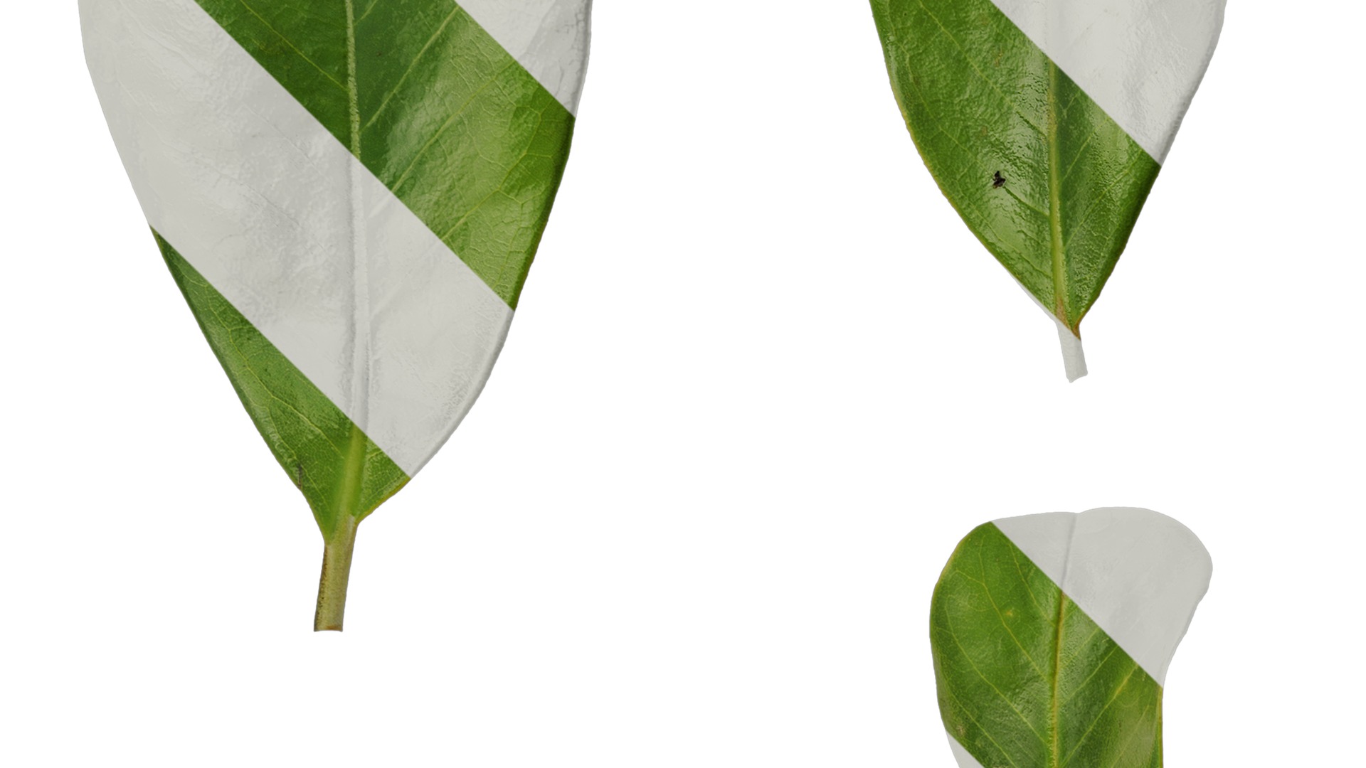 Anydrafts Magnolia grandiflora Leaf 03 F Texture_3