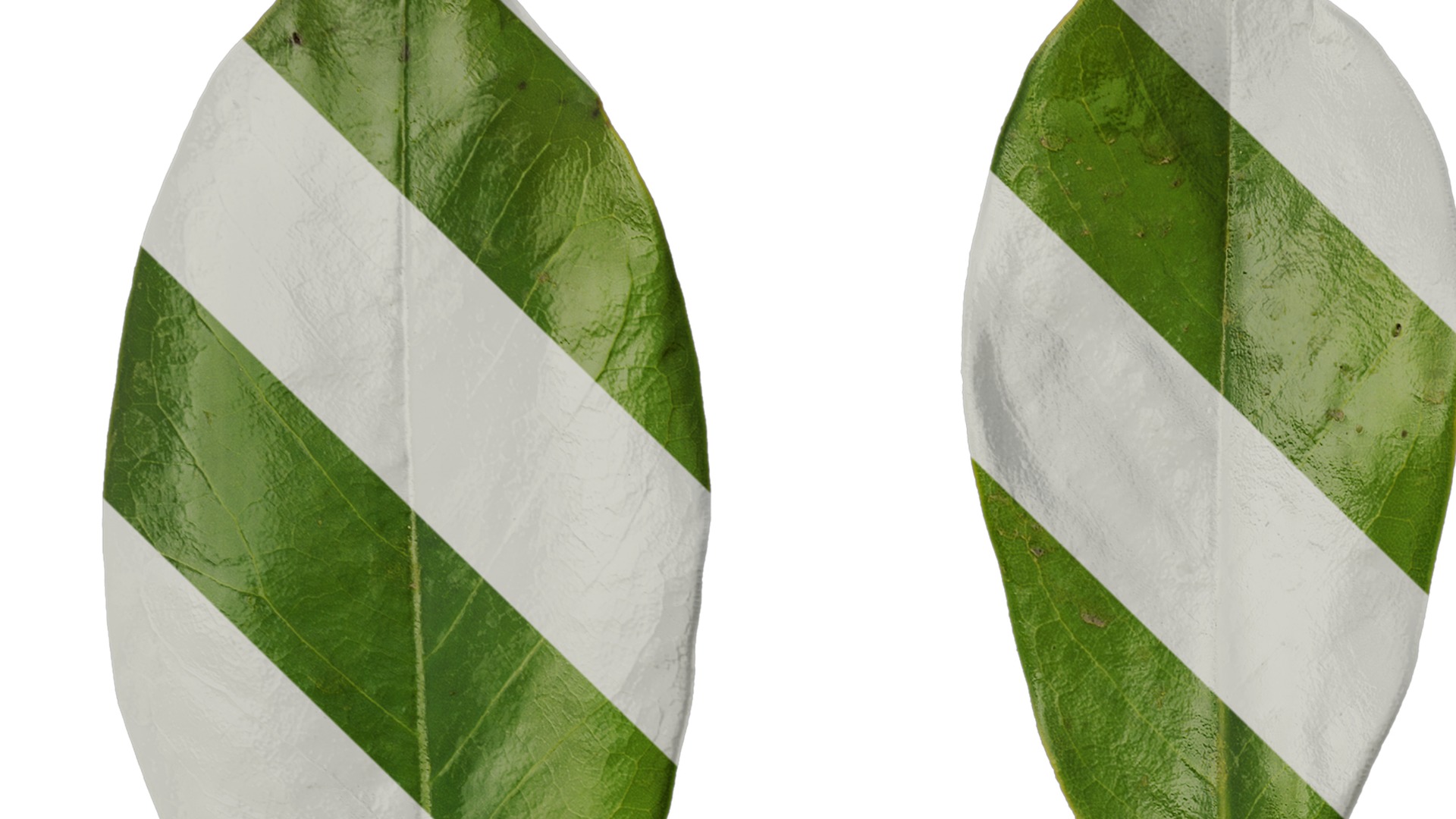 Anydrafts Magnolia grandiflora Leaf 03 F Texture_1